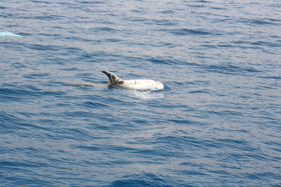 Whale watching en Canarias Whale watching en Canarias
