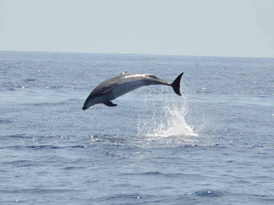 Avistamiento de delfines desde barco en Tenerife Avistamiento de delfines desde barco en Tenerife