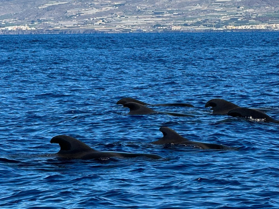 Excursión familiar en barco Puerto de Colón Excursión familiar en barco Puerto de Colón
