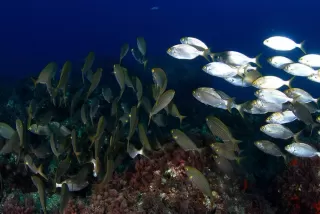 Snorkel para niños acantilados de Maro Cerro Gordo