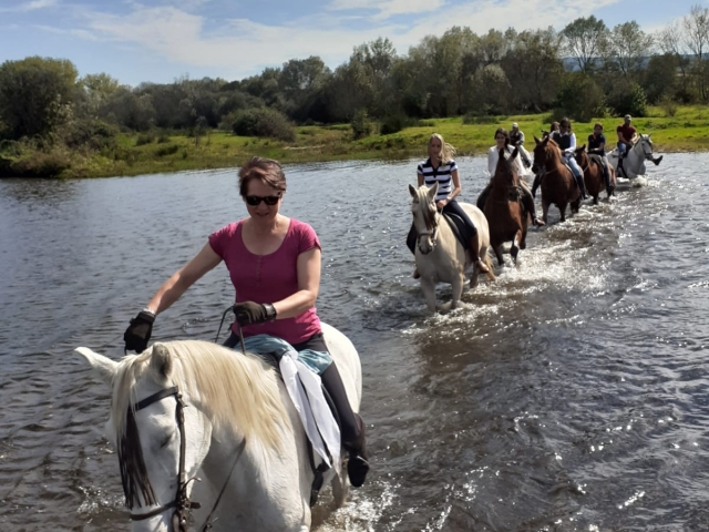 Caballos en el agua