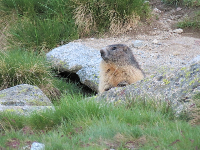 Posibilidad de avistar marmotas duranle la ruta