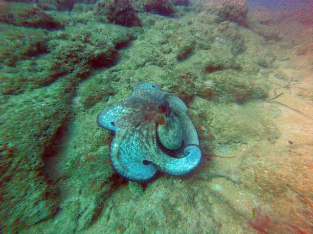 Señor pulpo