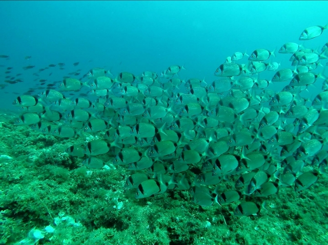 Bancos de peces en el fondo del mar
