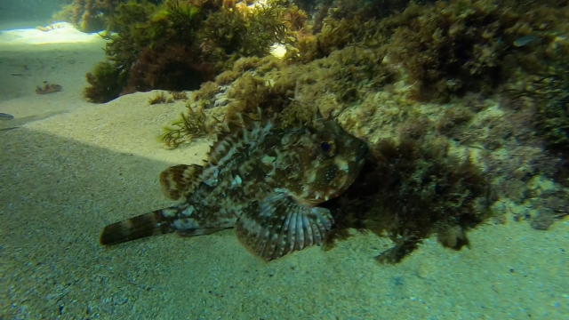 Snorkel nocturno