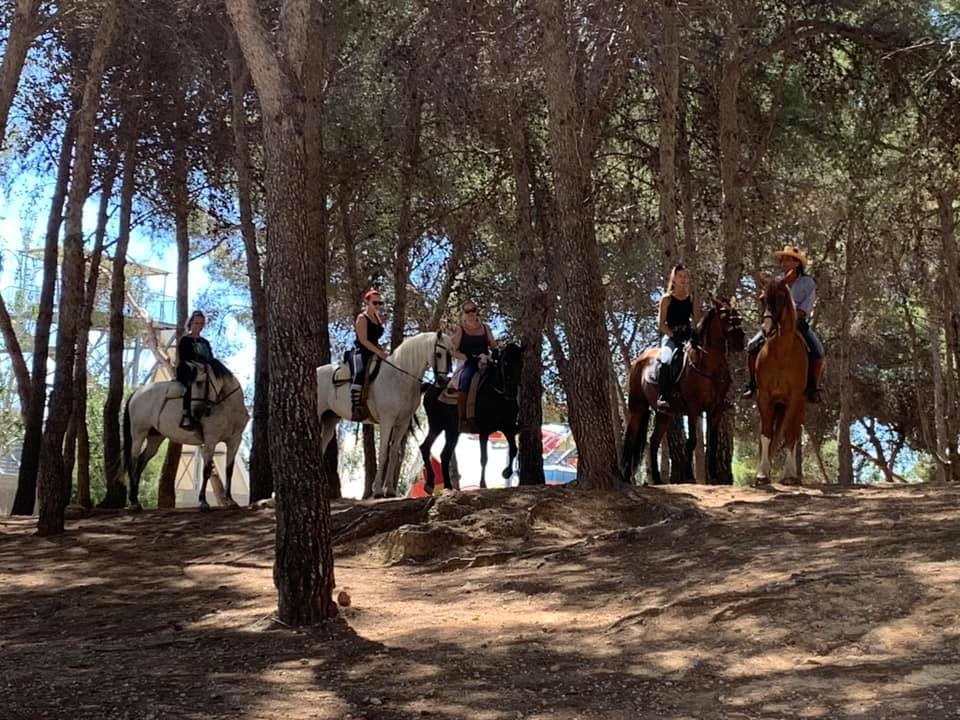 Paseando a caballo por el bosque de pinos
