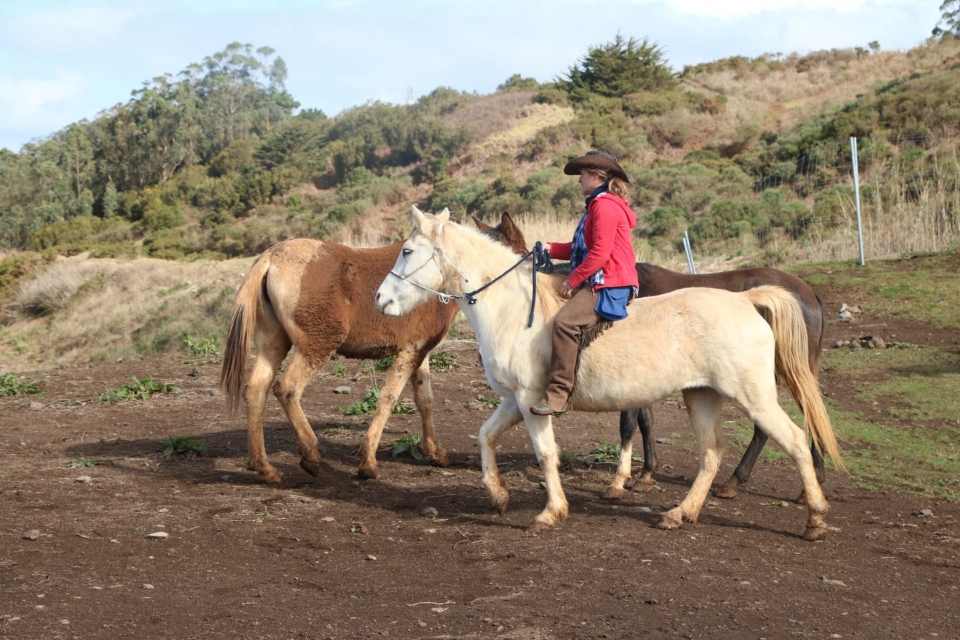 Sobe el caballo en el centro hípico
