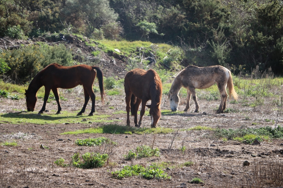 Nuestros caballos en el campo