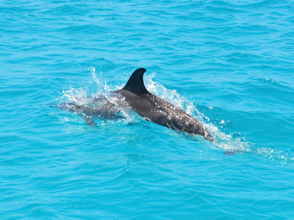 Avistando delfines en Ibiza