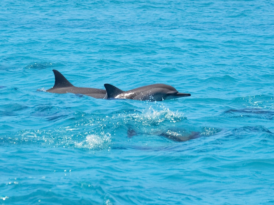 Viendo delfines desde la jet ski