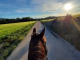 Ruta a Caballo por Medina de Pomar, Burgos 2 horas