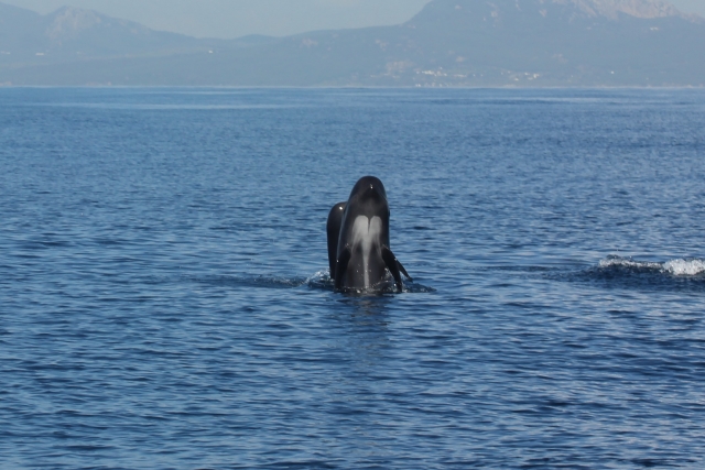 Whale watching