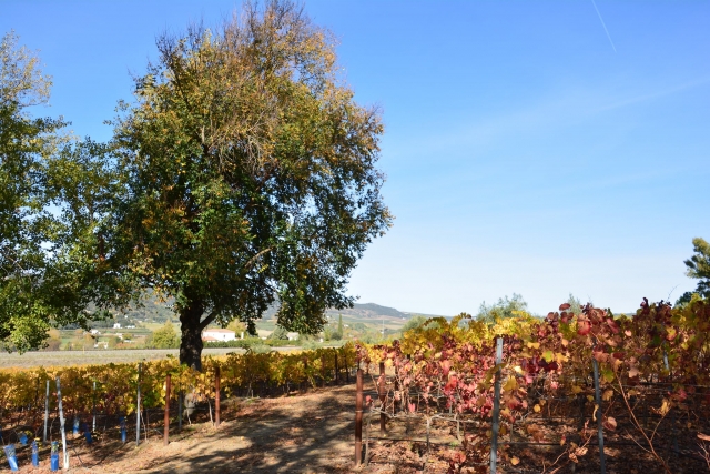 Viñedos de Huerto de la Condesa