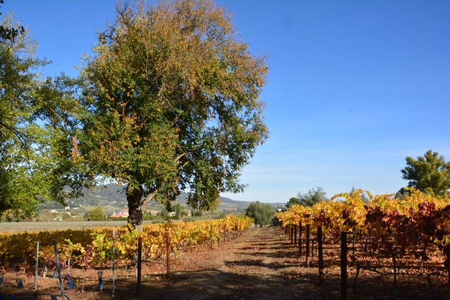 Viñedos