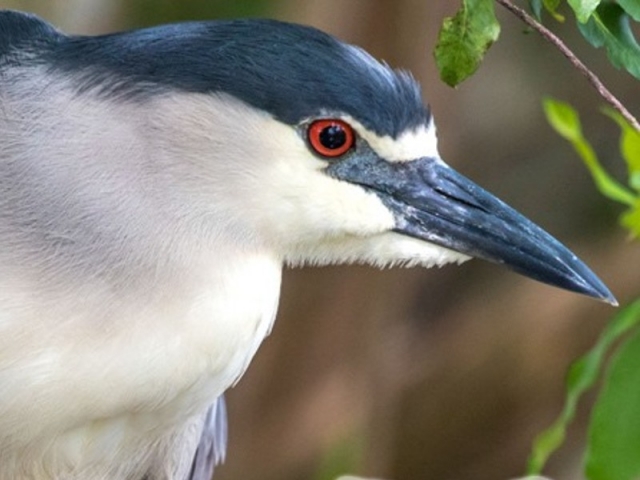 Aviario del zoo