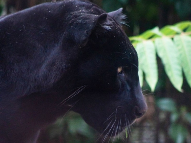 Jaguar en el zoo