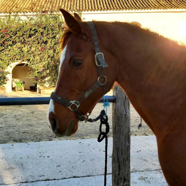 Caballos en los establos