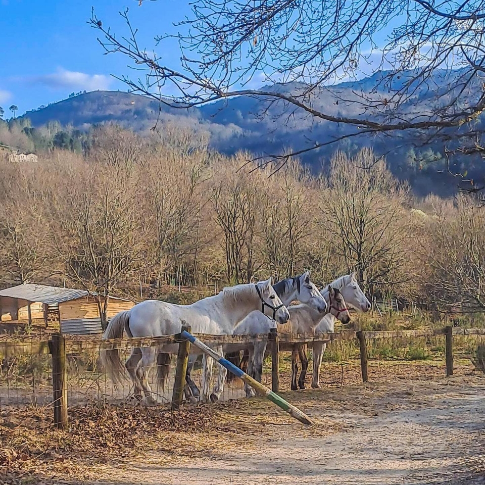 Nuestros caballos en los establos