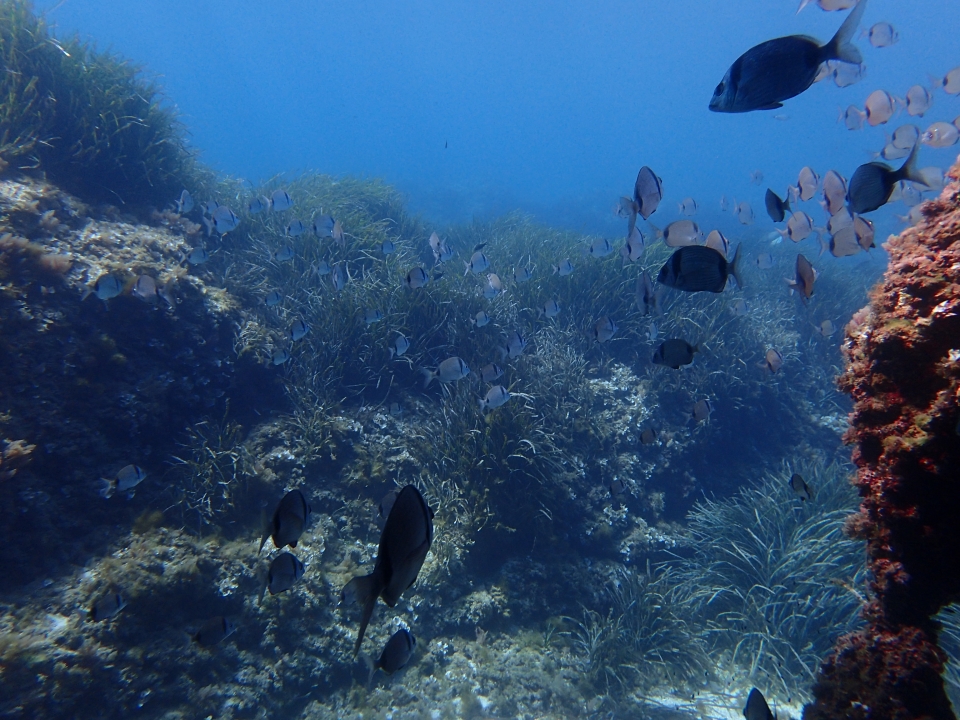 Bautismo de buceo en Menorca
