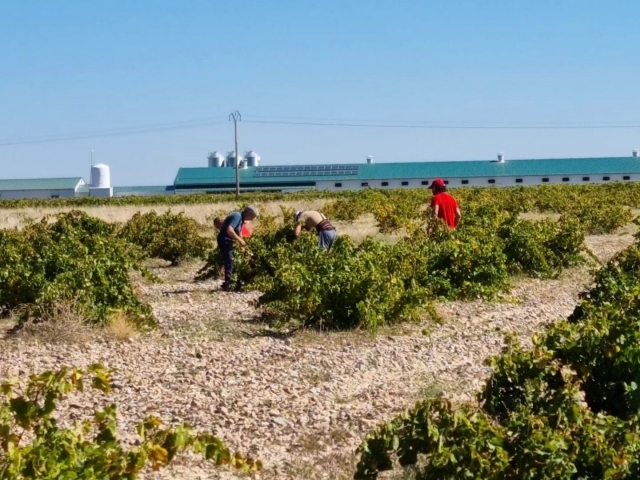 cuidando las viñas de la bodega