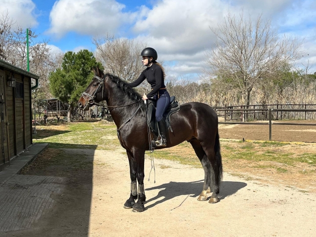 Caballos mansos