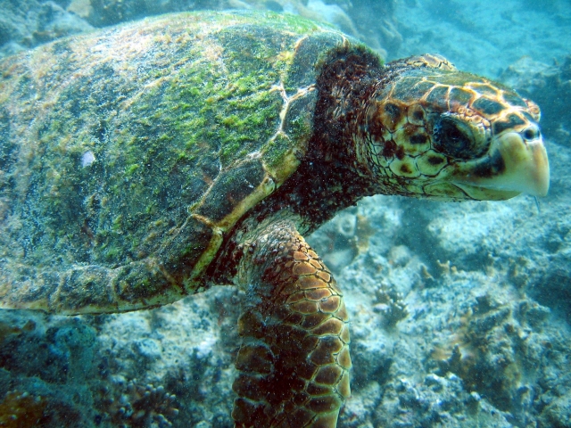 Encuentro con la tortuga