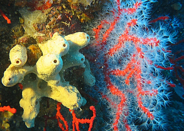 Coral