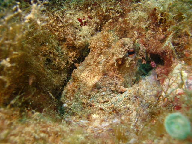  pulpo camuflado 