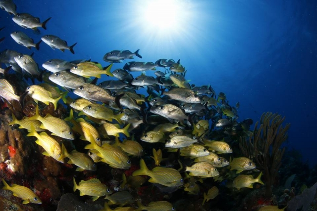  rodeado de peces 