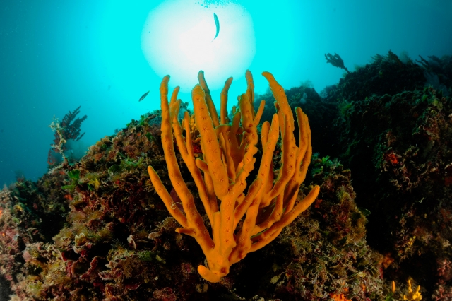  las maravillas del mar 
