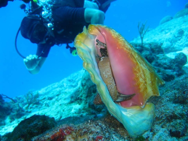  fauna marina 
