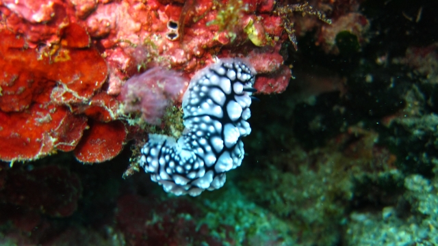  Corales 