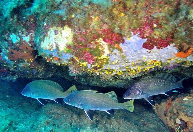  fauna sarda 