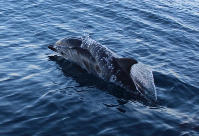  delfines en la isla de Elba 