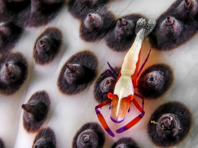  Extraños animales marinos 