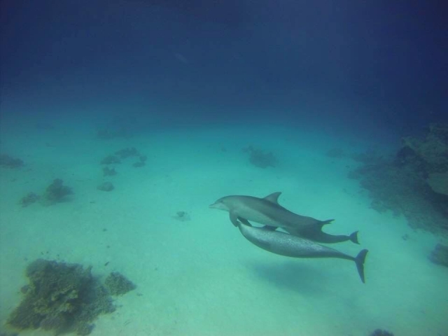  En compañía de delfines 