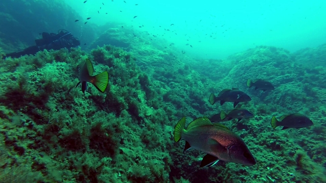  buceo peces 
