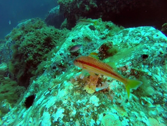  buceo 