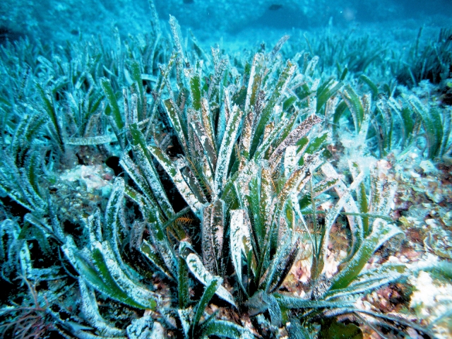  Posidonia 