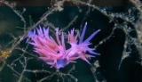  Flabellina Lila 
