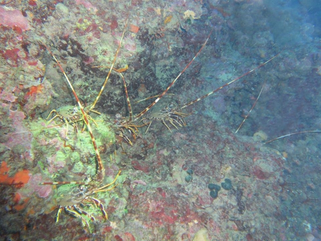  Langostas en el fondo marino 