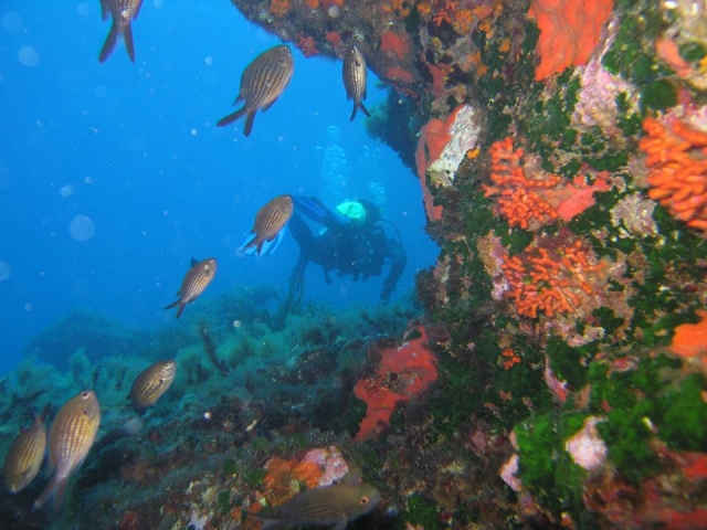  Nadar con los peces 