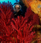 Buceando entre Corales 