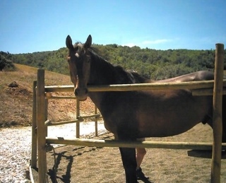  El caballo, una experiencia apasionanle 