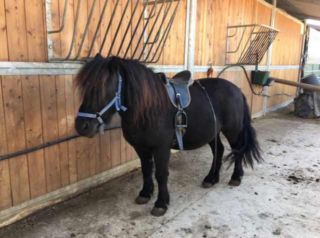  ponis para niños