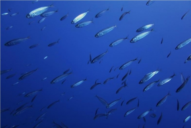  conoce el mar de san vito 
