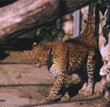  Leopardo del Amur 