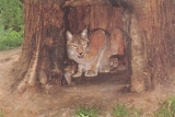  Lince 