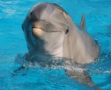  Amigos de los niños 