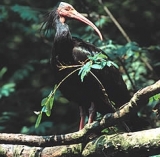 Ibis calvo 